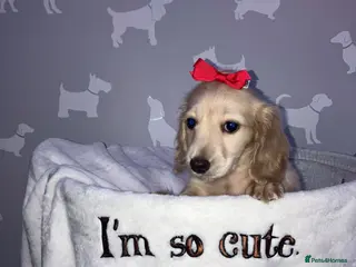 Miniature Dachshund dogs Miniature Cream Long Hair Dachshund Girls - Advert 9