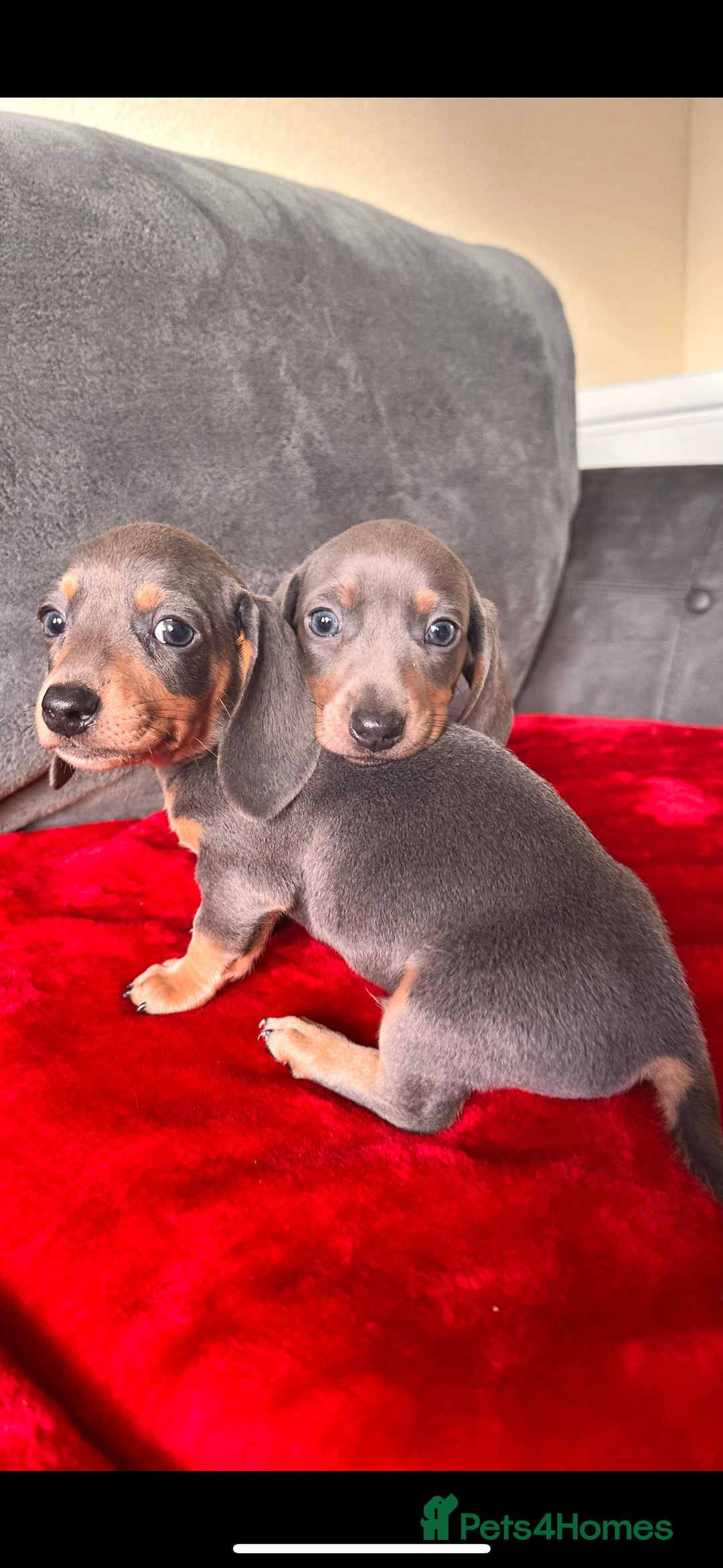 Miniature Dachshund dogs for sale: Beautiful miniature dachshund  - Image 8
