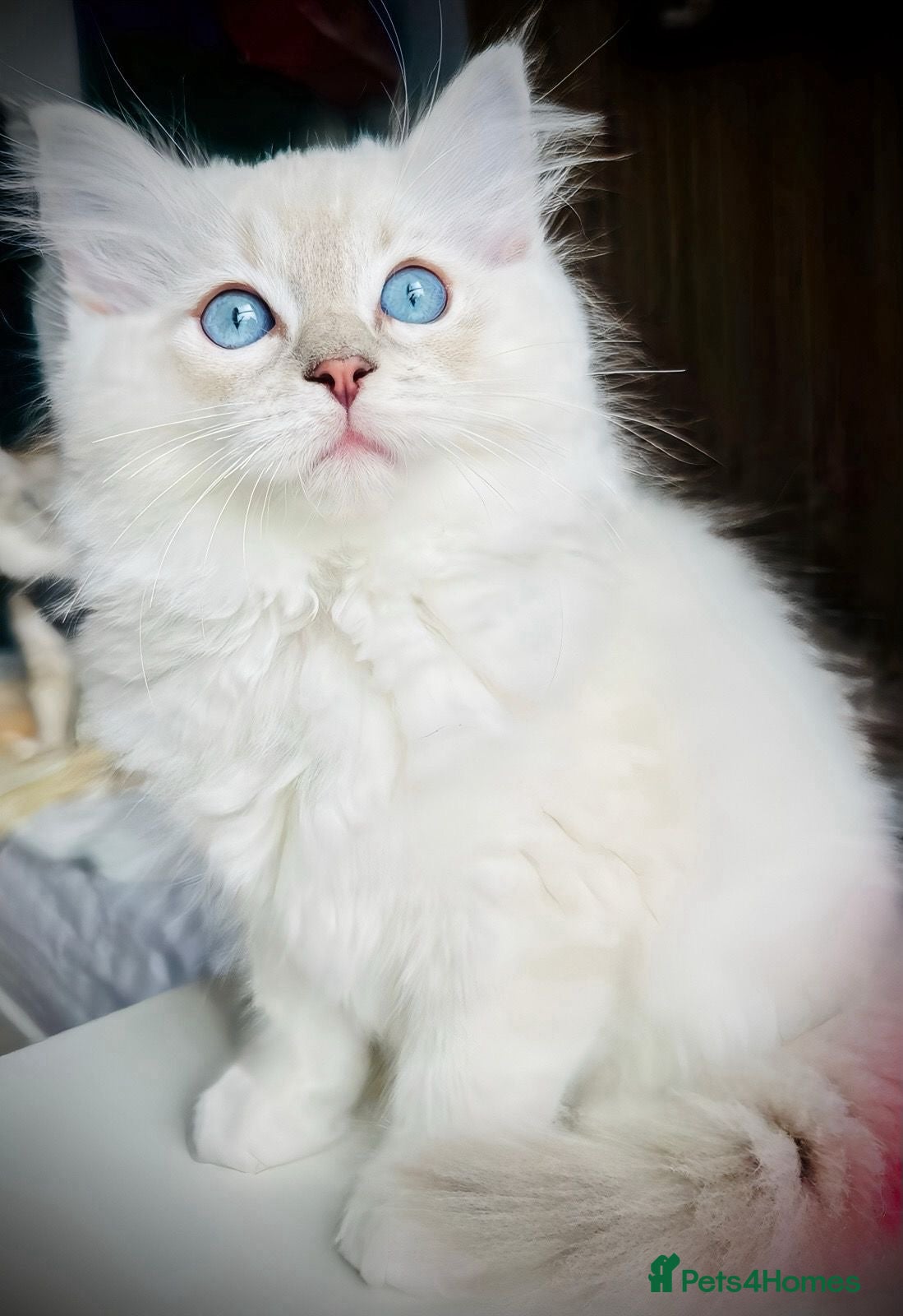 Ragdoll cats Ready now,DNA Tested Stunning Ragdoll Kittens - Advert 6