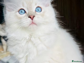 Ragdoll cats Ready now,DNA Tested Stunning Ragdoll Kittens - Advert 3