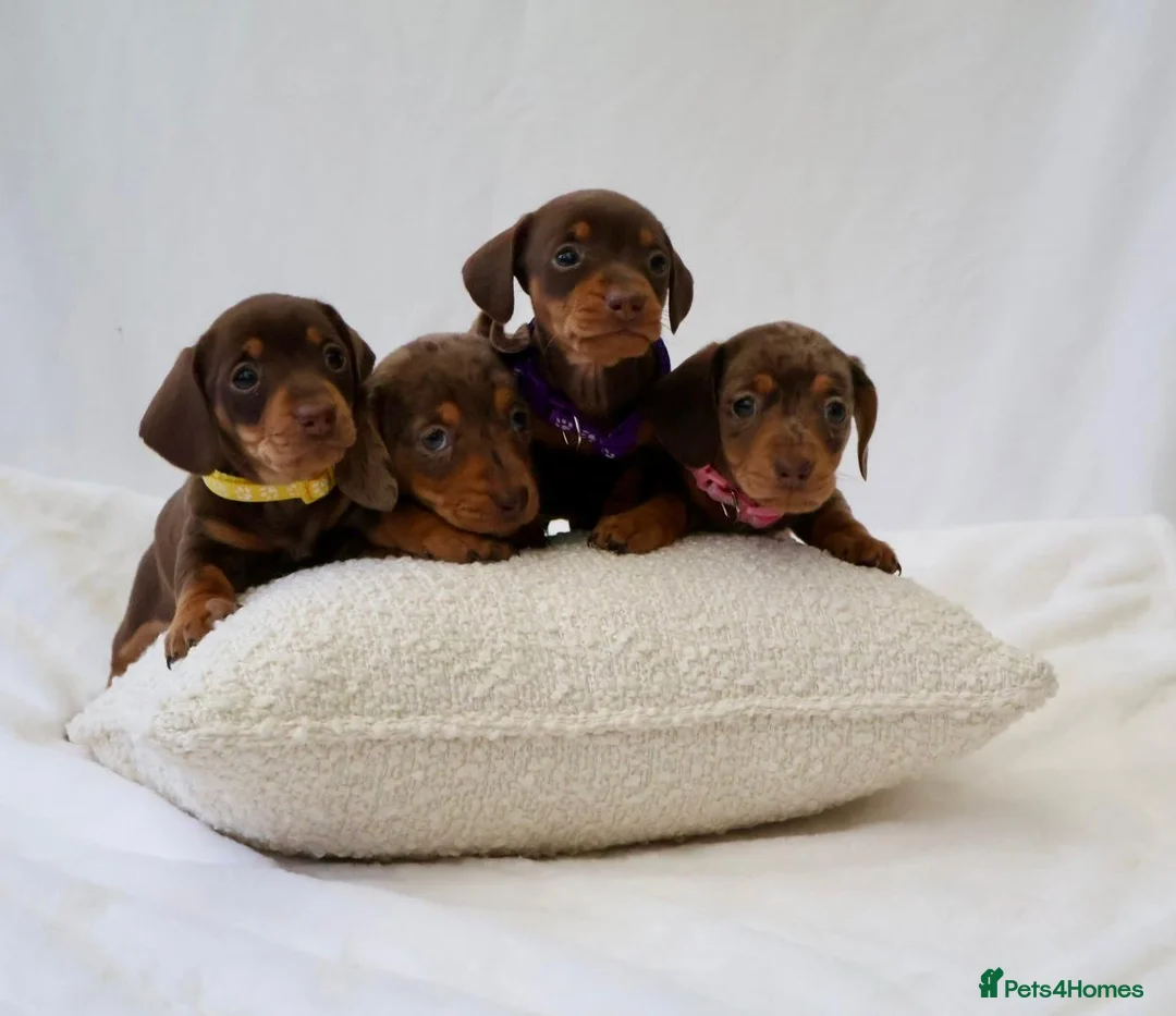 Miniature Dachshund dogs for sale: Miniature dachshund puppies 🐶  - Advert 6
