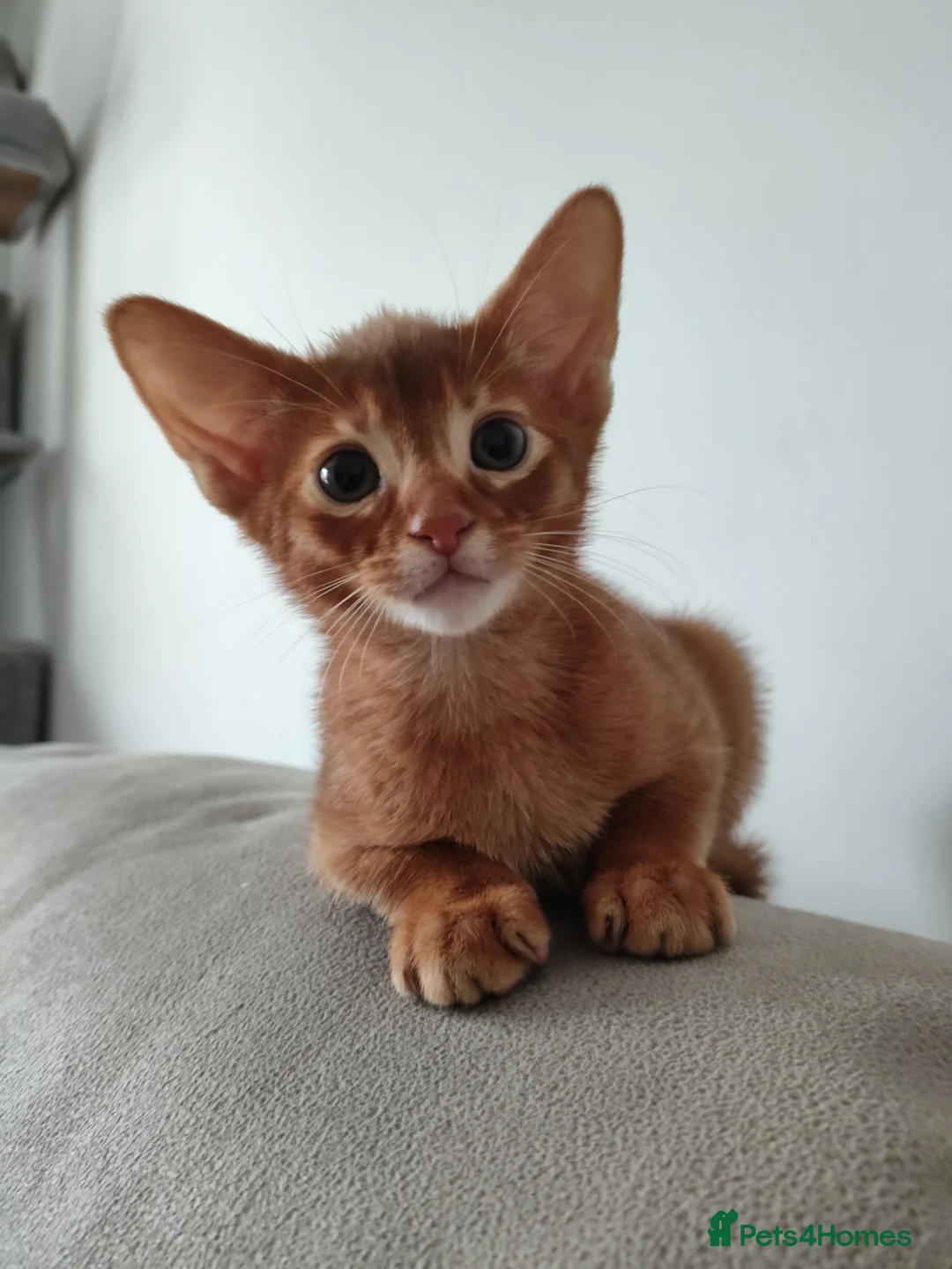 Abyssinian cats for sale: Beautiful abyssinian kitten! - Advert 1