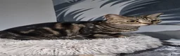 Bengal cats for sale: Bengal x British Short Haired Boy - Advert 2
