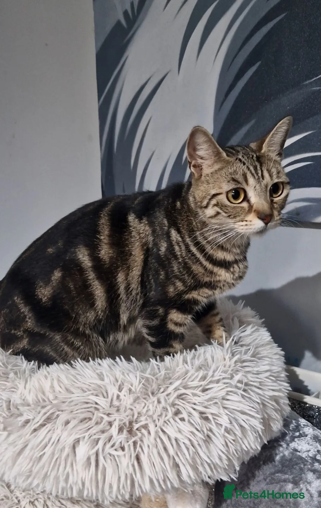Bengal cats for sale: Bengal x British Short Haired Boy - Advert 2