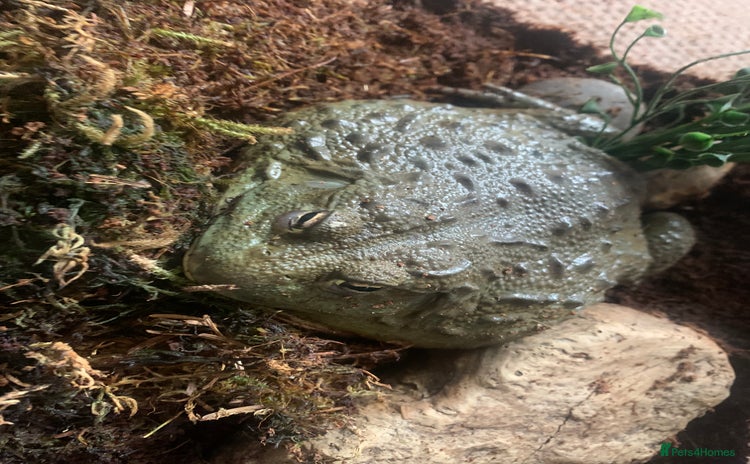 Frog reptiles - Advert 2