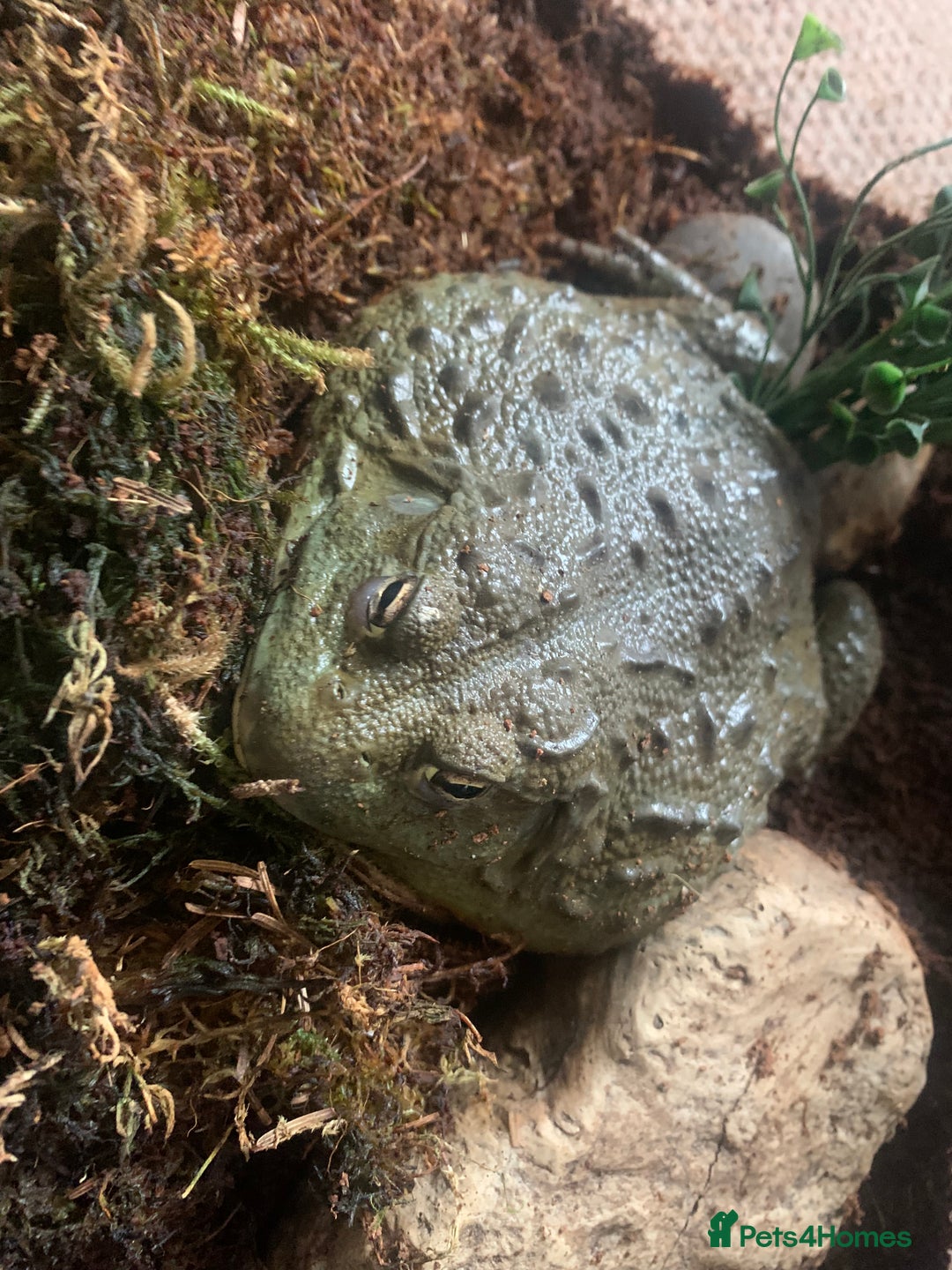 Frog reptiles for sale: Bull frog - Image 1