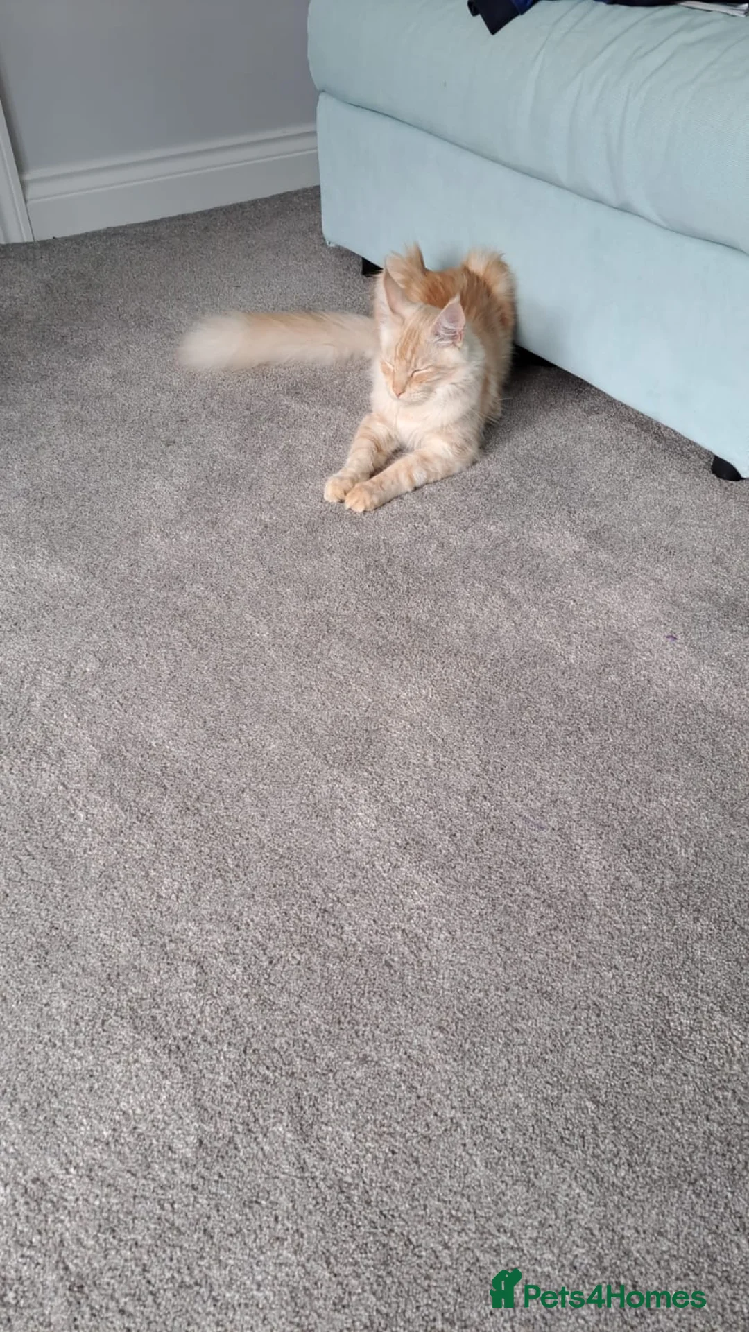 Maine Coon cats for sale: Rehoming Gentle Male Maine Coon - Advert 2