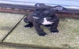 Mixed Breed dogs for sale: Staffy cross puppy - Image 1