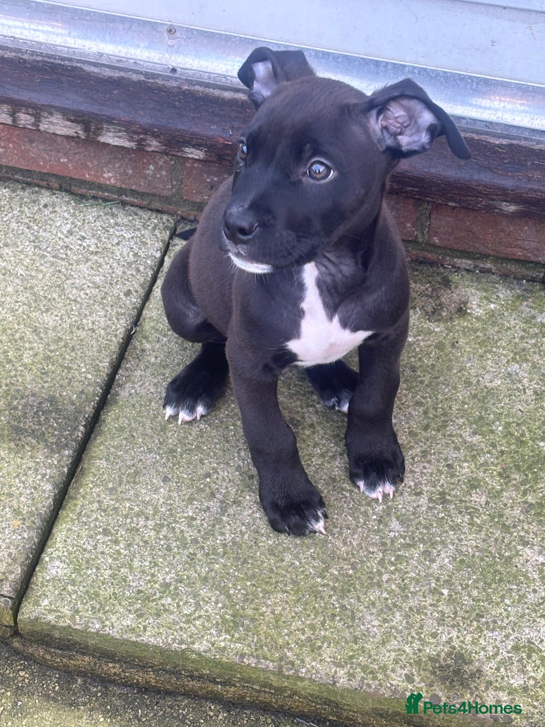 Mixed Breed dogs for sale: Staffy cross puppy - Image 1