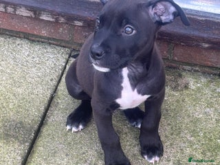 Mixed Breed dogs for sale - Advert 1