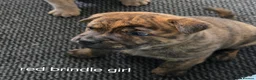 Mixed Breed dogs for sale: Chaffy babies - Advert 8