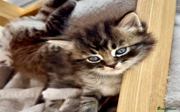 Persian cats for sale: ALL SOLD! PERSIAN-RAGDOLL KITTENS - Image 17