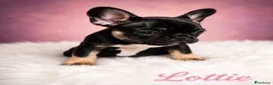 French Bulldog 3