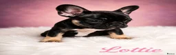 French Bulldog dogs for sale: ❤️3 beautiful french bulldog puppies❤️ - Advert 9