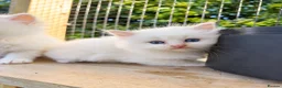 Ragdoll cats for sale: Rare Flame Lynx Ragdoll Kittens excellent Quality  - Advert 3