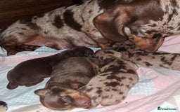 Dachshund dogs for sale: Stunning dachshund puppy  - Image 6