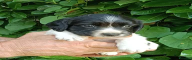English Springer Spaniel 8