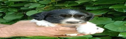 English Springer Spaniel dogs for sale: KC Registered English Springer Spaniels  - Advert 13