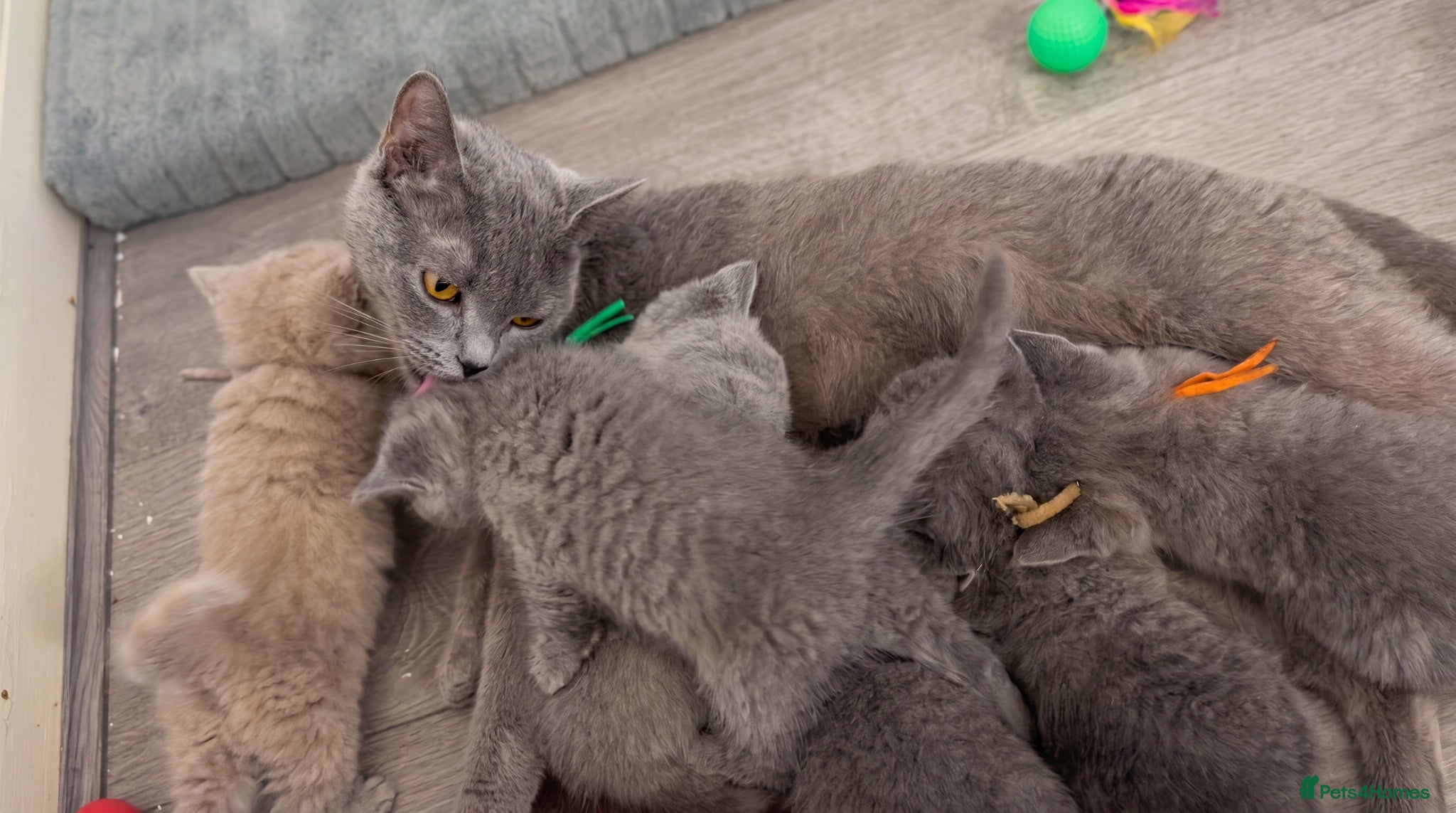 British Shorthair cats Beautiful British Shorthair Kittens - Advert 2