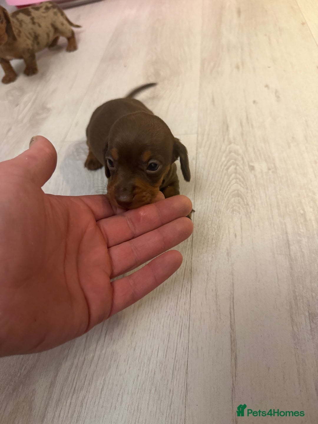 Miniature Dachshund dogs for sale: Miniature dachshund puppies - Advert 3