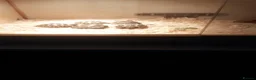 Tortoise reptiles for sale: Horsefield tortoises  in Wolverhampton - Advert 2