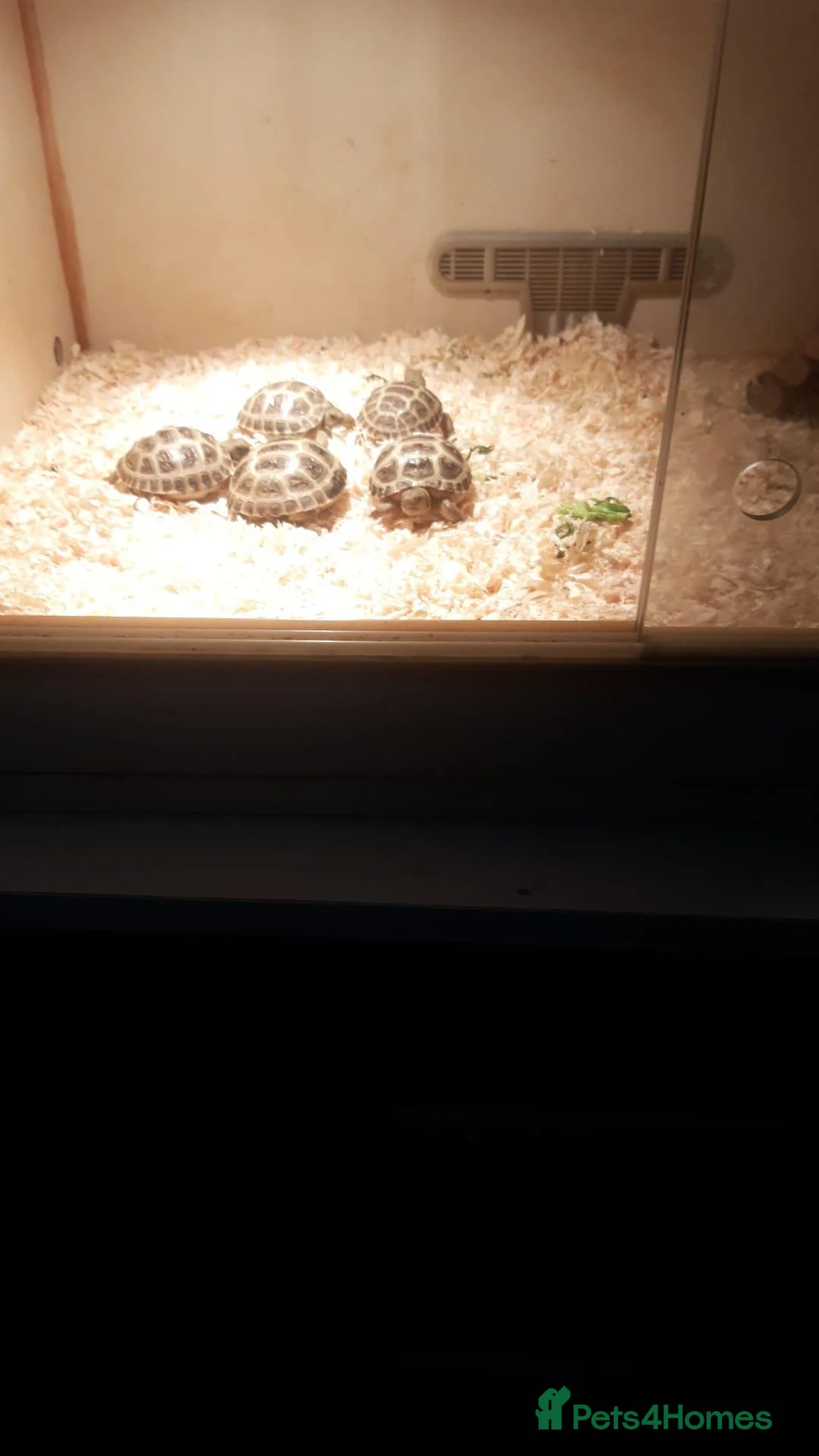 Tortoise reptiles for sale: Horsefield tortoises  in Wolverhampton - Advert 2