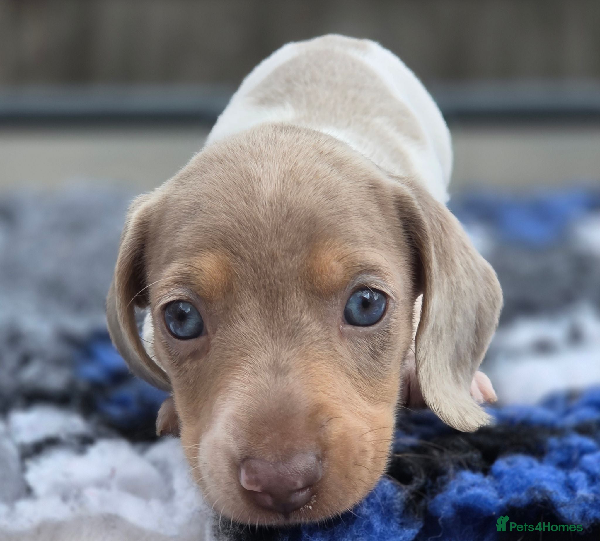 Miniature Dachshund dogs Kc reg miniature dachshunds black and cream males  - Advert 1