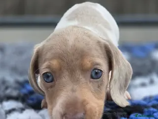Miniature Dachshund dogs Kc reg miniature dachshunds black and cream males - Advert 1