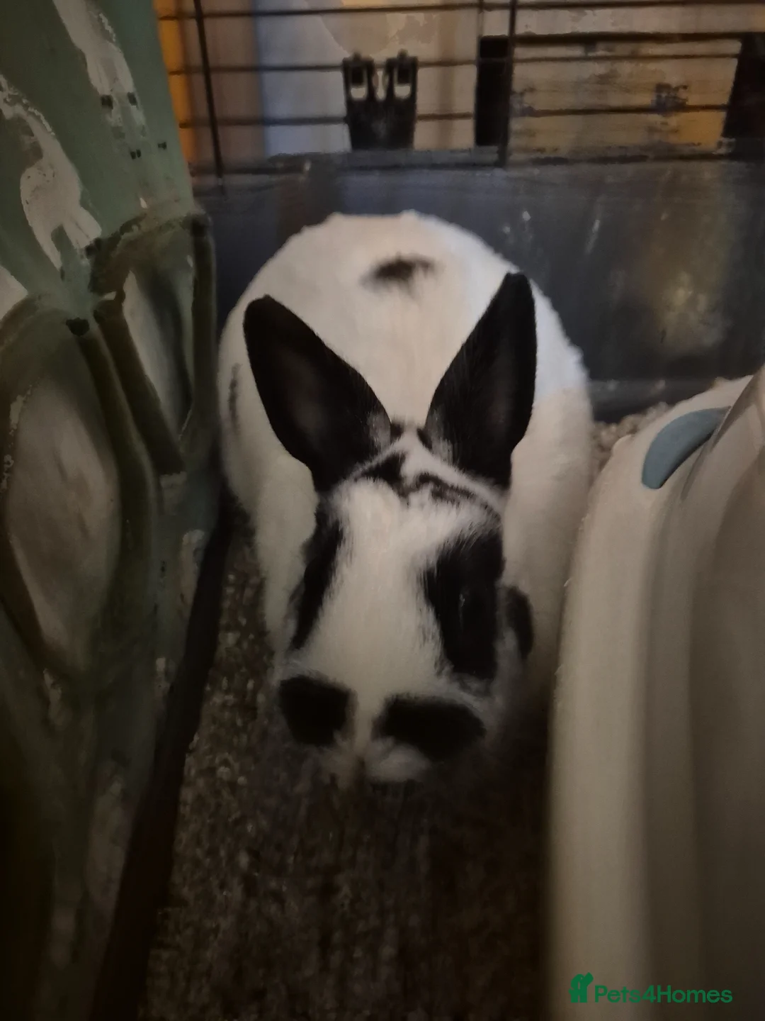 Netherland Dwarf rabbits for sale: Bonded netherland dwarf rabbits with everything  - Advert 2