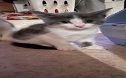British Shorthair cats for sale: 2 BSH available next week for their forever family - Image 8