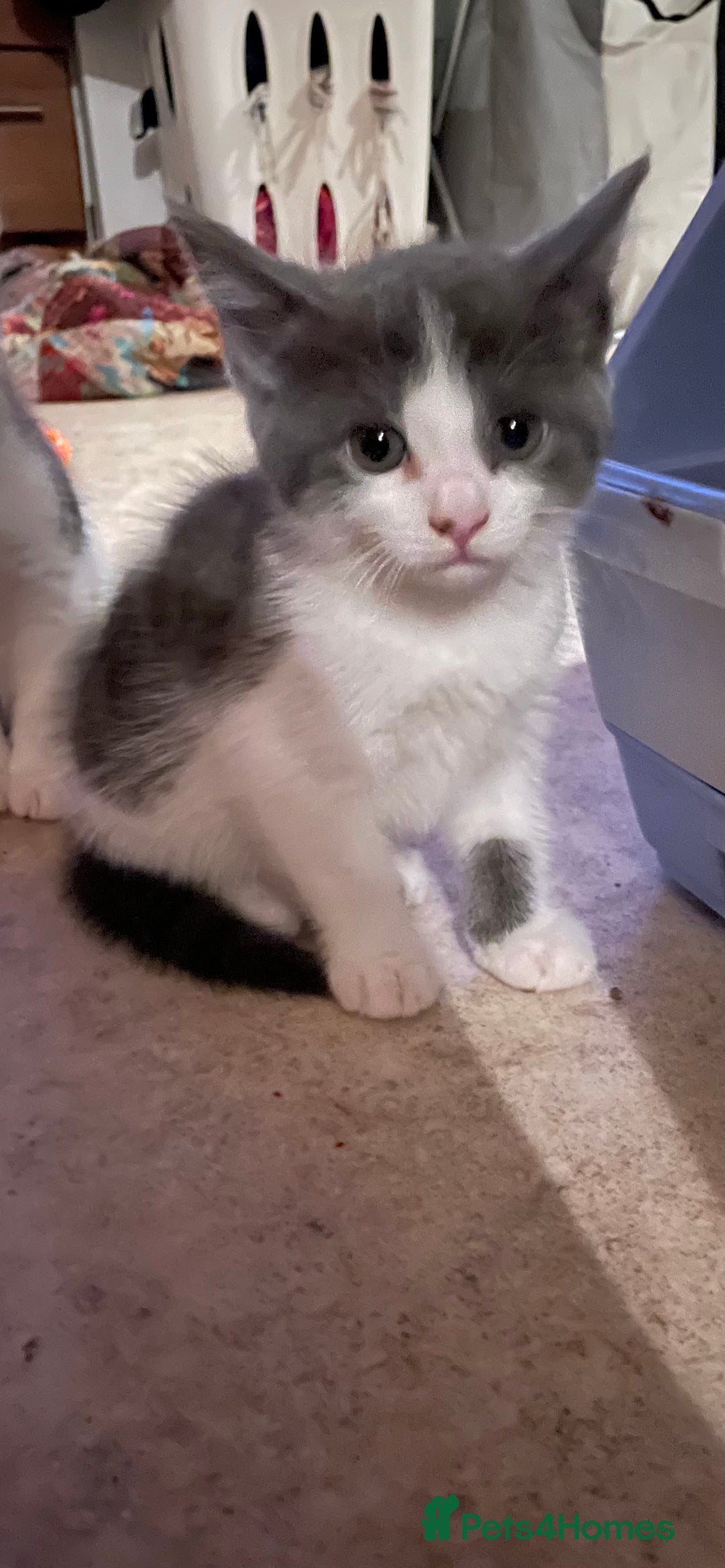 British Shorthair cats for sale: 2 BSH available next week for their forever family - Image 8