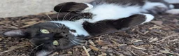 Mixed Breed cats for sale: Sweet tuxedo cat for sale - Advert 1