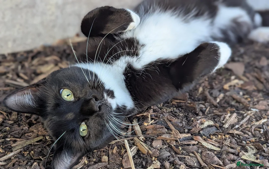 Mixed Breed cats for sale: Sweet tuxedo cat for sale - Advert 1