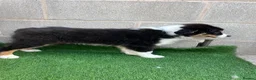 Australian Shepherd dogs for sale: Kc registered male Australian Shepherd Puppy - Advert 8