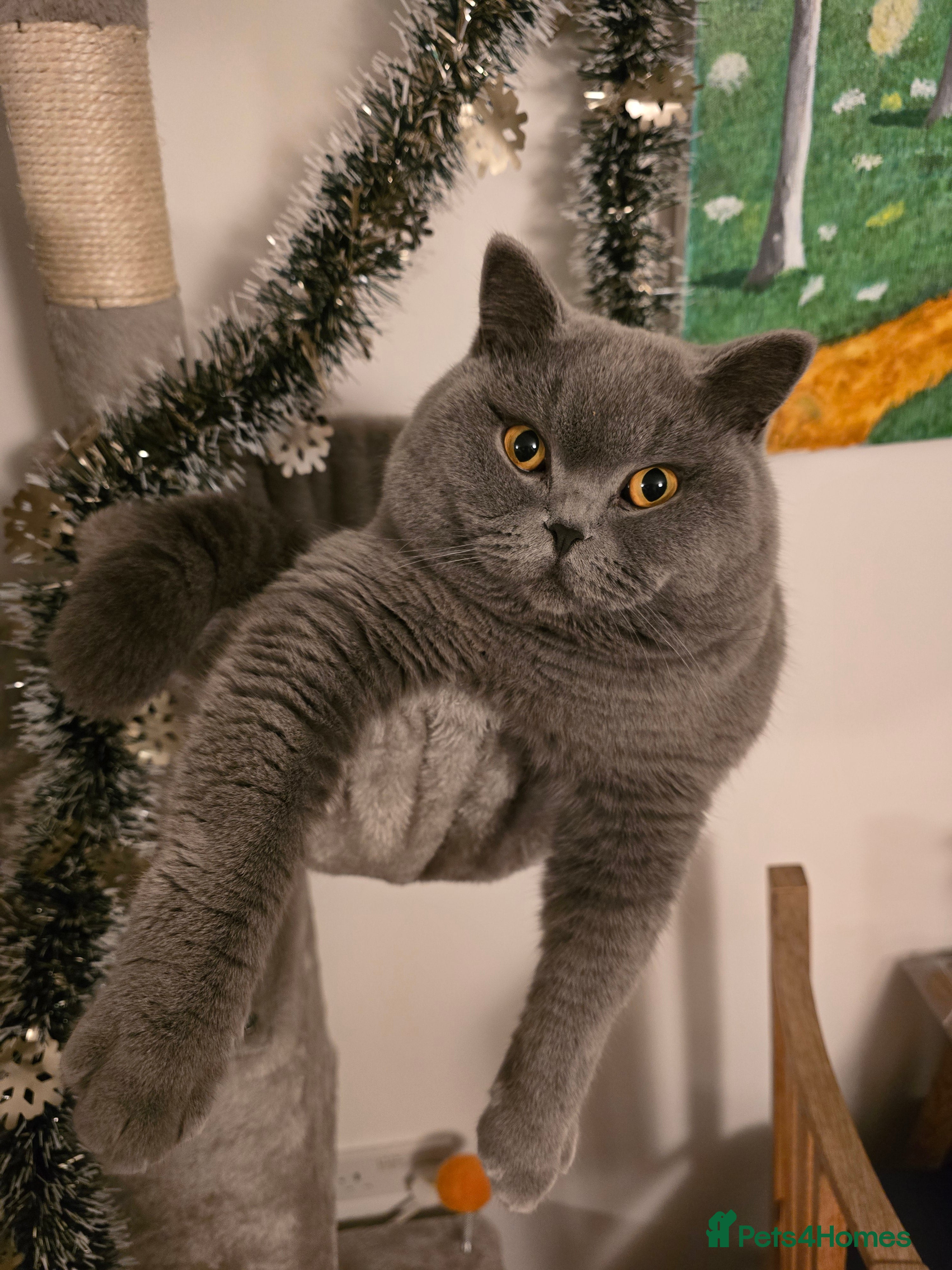 British Shorthair cats Mr Coco - Advert 5