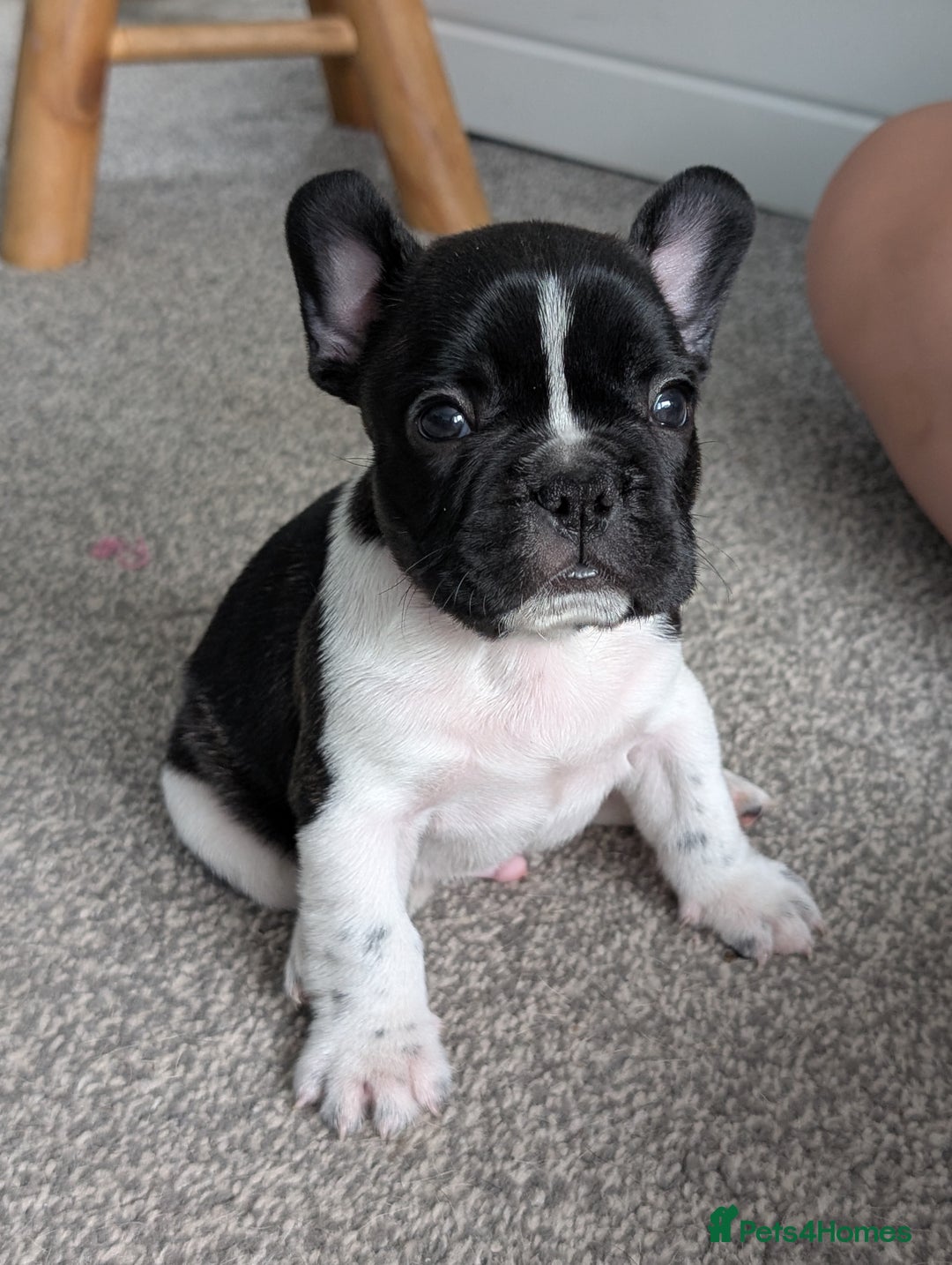 French Bulldog dogs for sale: French bulldog puppies for sale - Image 2