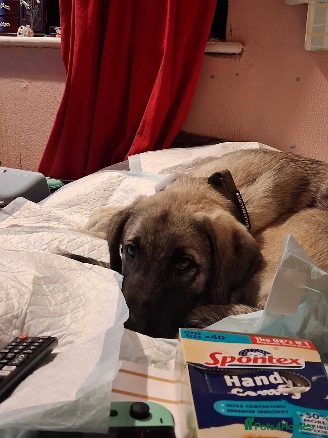 Mixed Breed dogs for adoption:  sandy  6 months Macedonian rescue pups - Advert 10