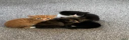 British Longhair cats for sale: Maine coon  mother -  5 half Maine coon kittens  - Advert 24