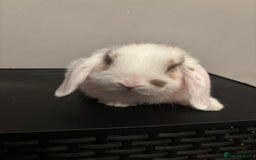 Dwarf Lop rabbits for sale: Baby rabbits  - Image 7