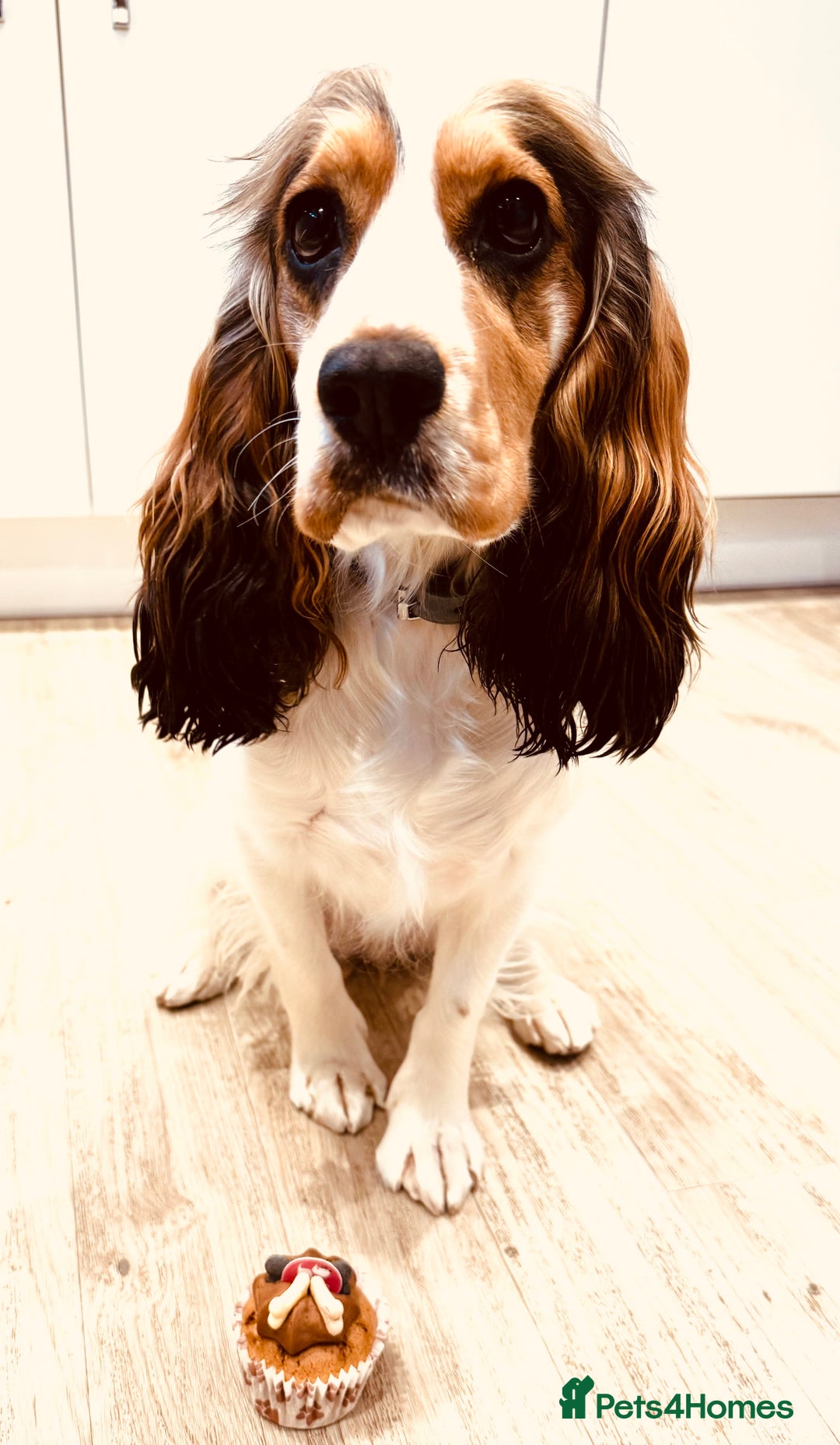 Cocker Spaniel dogs for sale: Fantastic Show / Working Cocker Spaniels - Advert 12