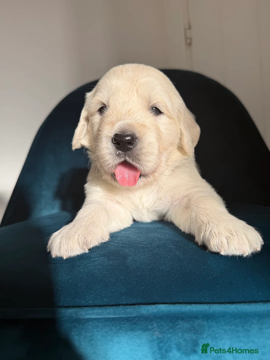 Golden Retriever dogs for sale: Beautiful KC Registered Golden retriever puppies - Advert 14