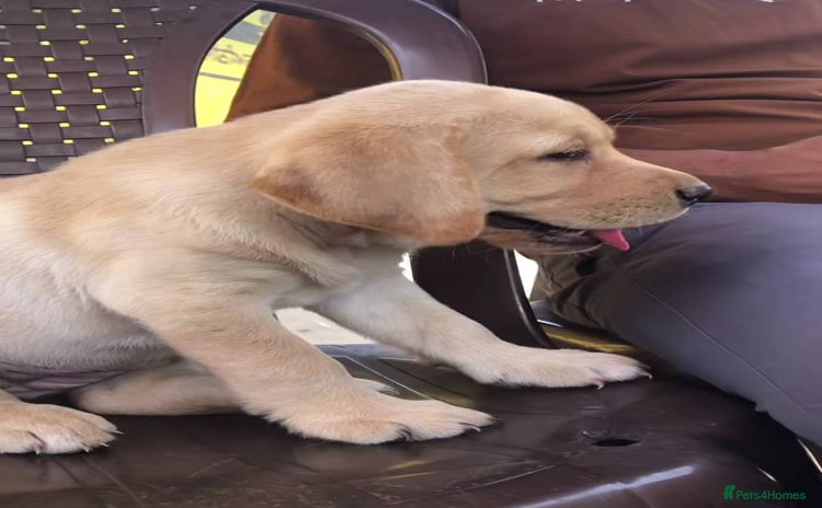 Labrador Retriever dogs - Advert 1