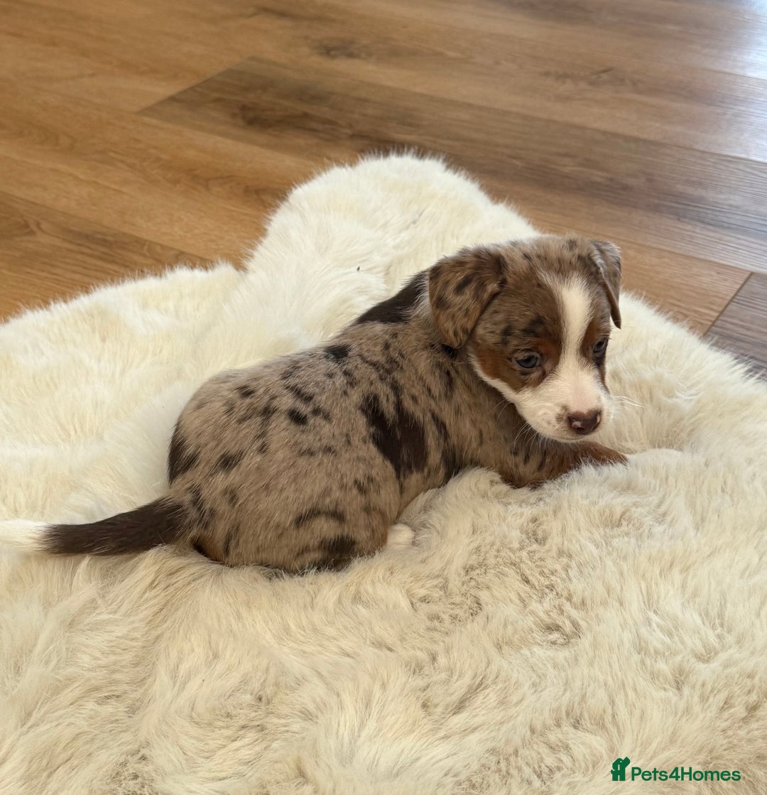 Jack Russell dogs for sale: Very rare merle Jack Russells. Family home raised  - Advert 1