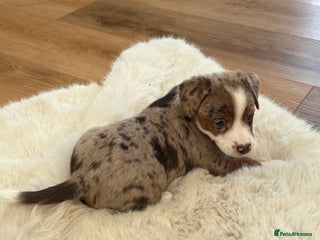 Jack Russell dogs Very rare merle Jack Russells. Family home raised - Advert 1