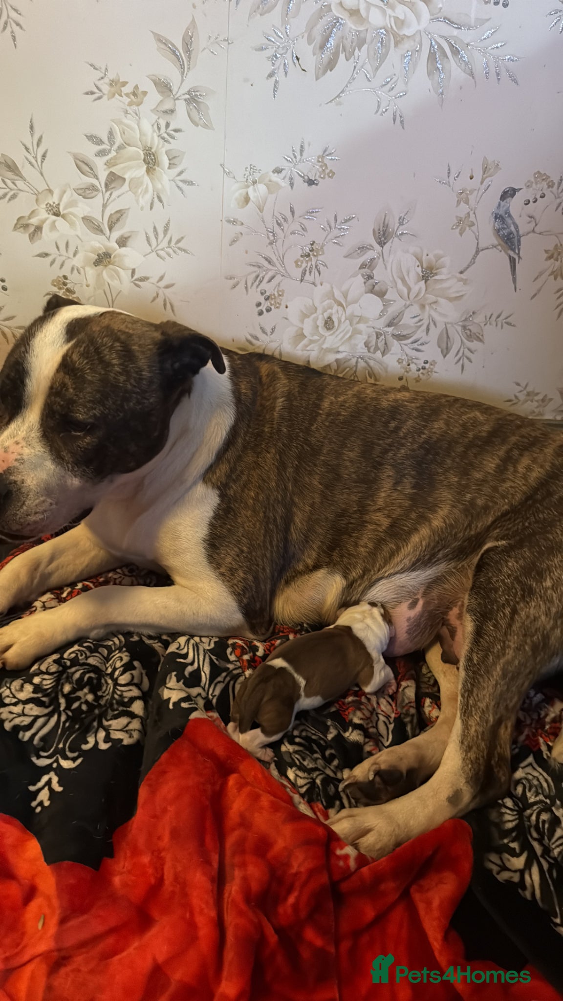 Mixed Breed dogs Sale 600 £ - Advert 1