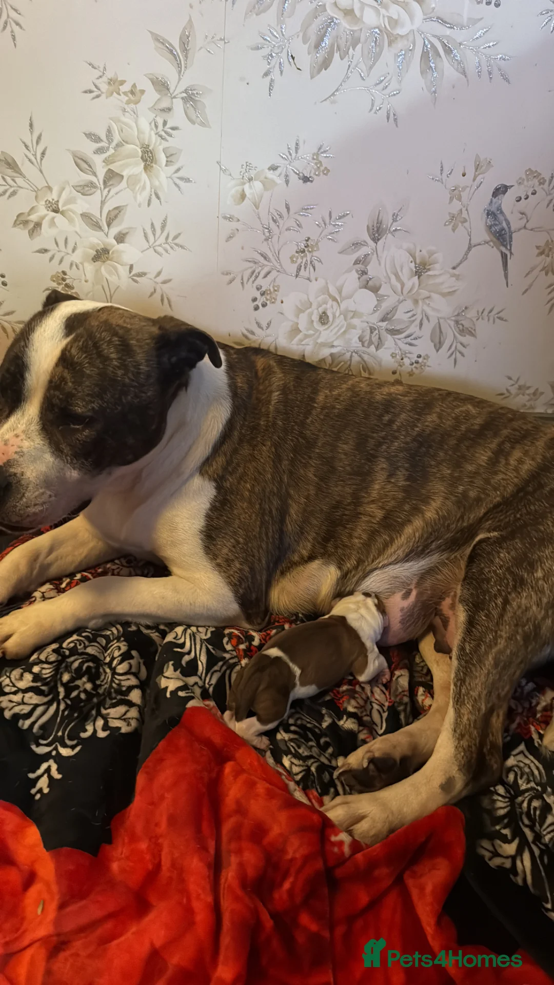 Mixed Breed dogs for sale: Sale 600 £ - Advert 1