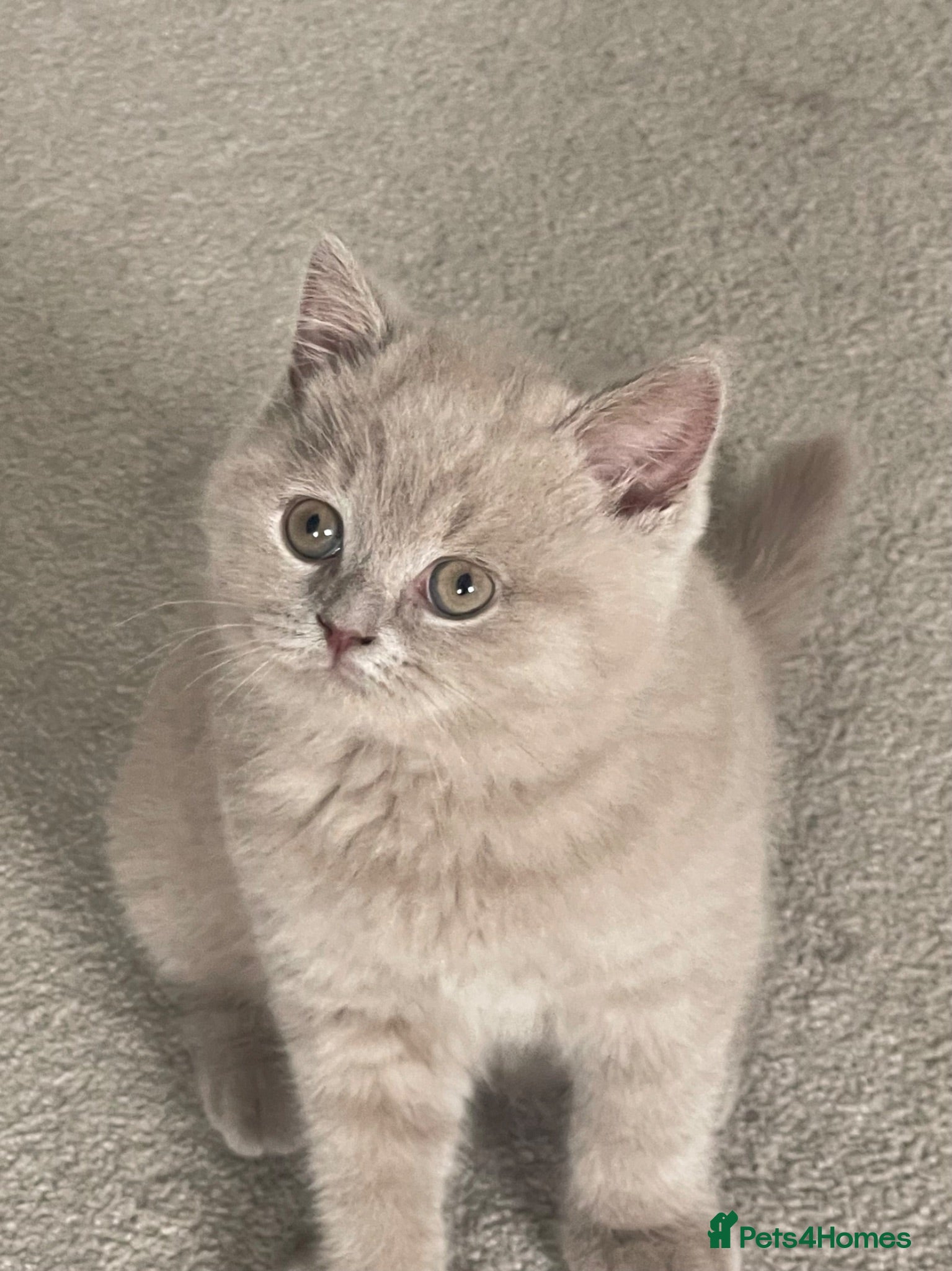 British Shorthair cats ADORABLE LILAC BOY - Advert 14
