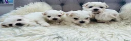 Maltese dogs for sale: Maltese puppies-small size !!!  - Advert 4