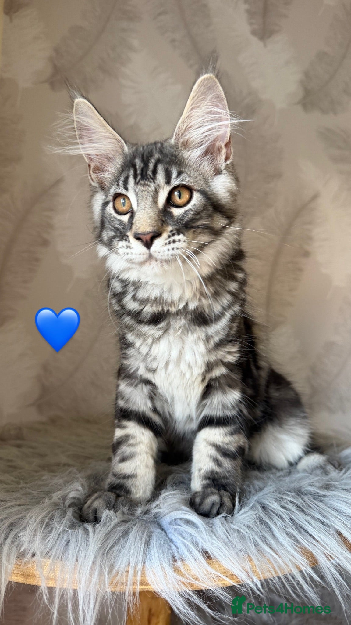 Maine Coon cats TICA registered Maine Coon kittens - Advert 2
