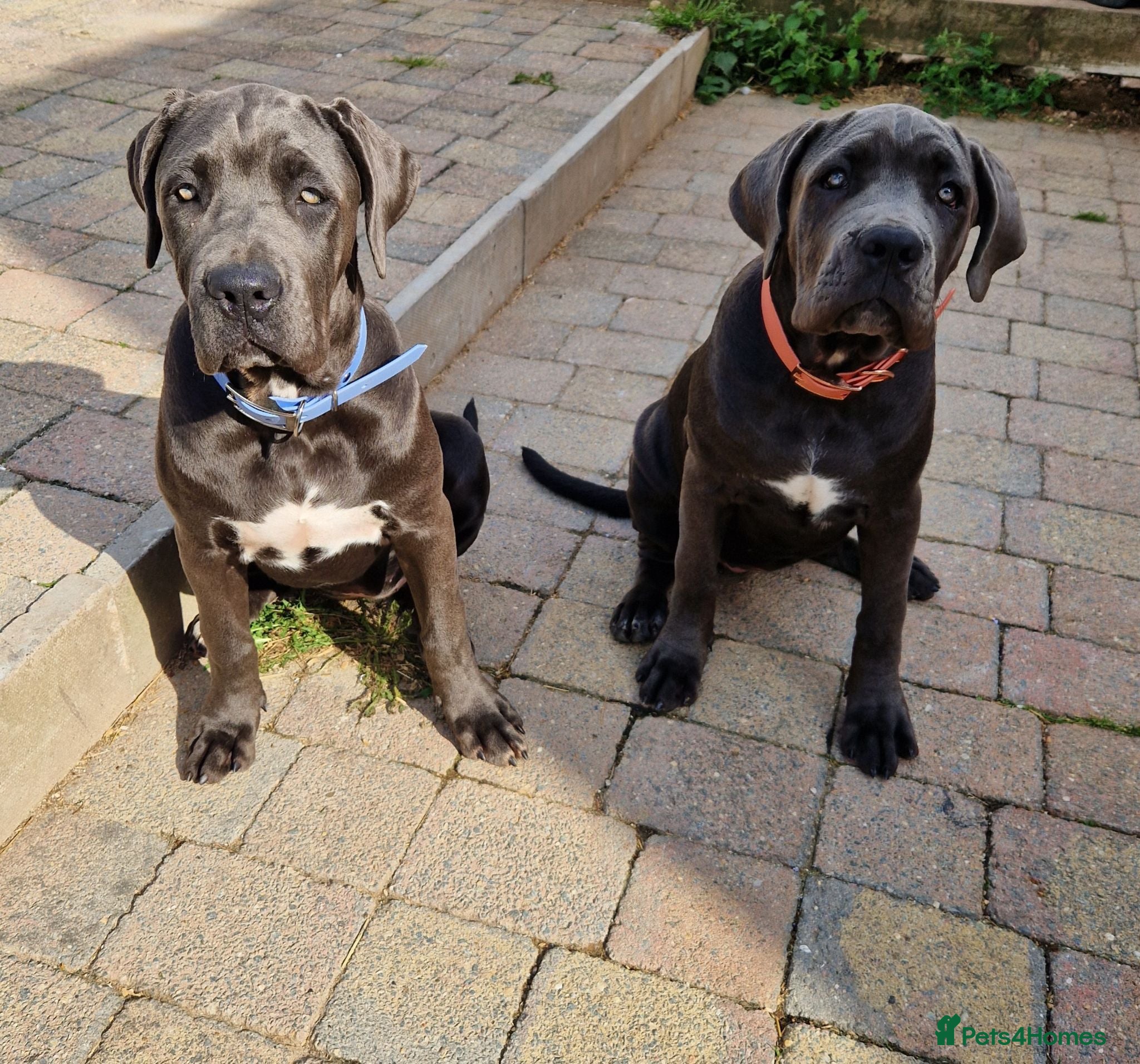 Cane Corso dogs Cano corso - Advert 1